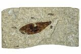 Fossil Winged Seed (Ailanthus) - Wyoming #245170-1